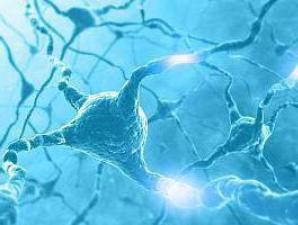 Нейроны, передающие импульсы от органов чувств в цнс